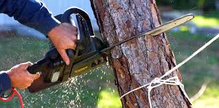 Best Storm Damage Tree Cleanup  in New Philadelphia, OH