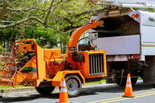 How Our Tree Care Process Works  in  New Philadelphia, OH