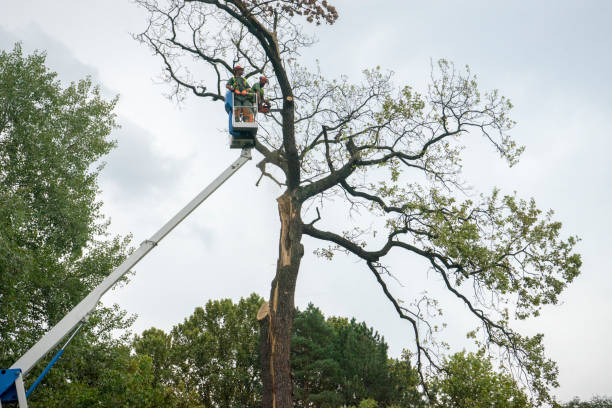 Best Emergency Tree Removal  in New Philadelphia, OH