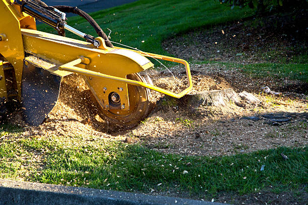Best Lot and Land Clearing  in New Philadelphia, OH
