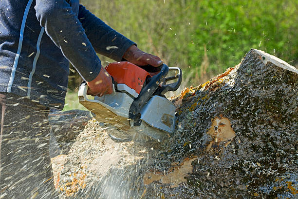 Best Lawn Drainage Solutions  in New Philadelphia, OH