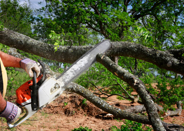 Best Arborist Consultation Services  in New Philadelphia, OH